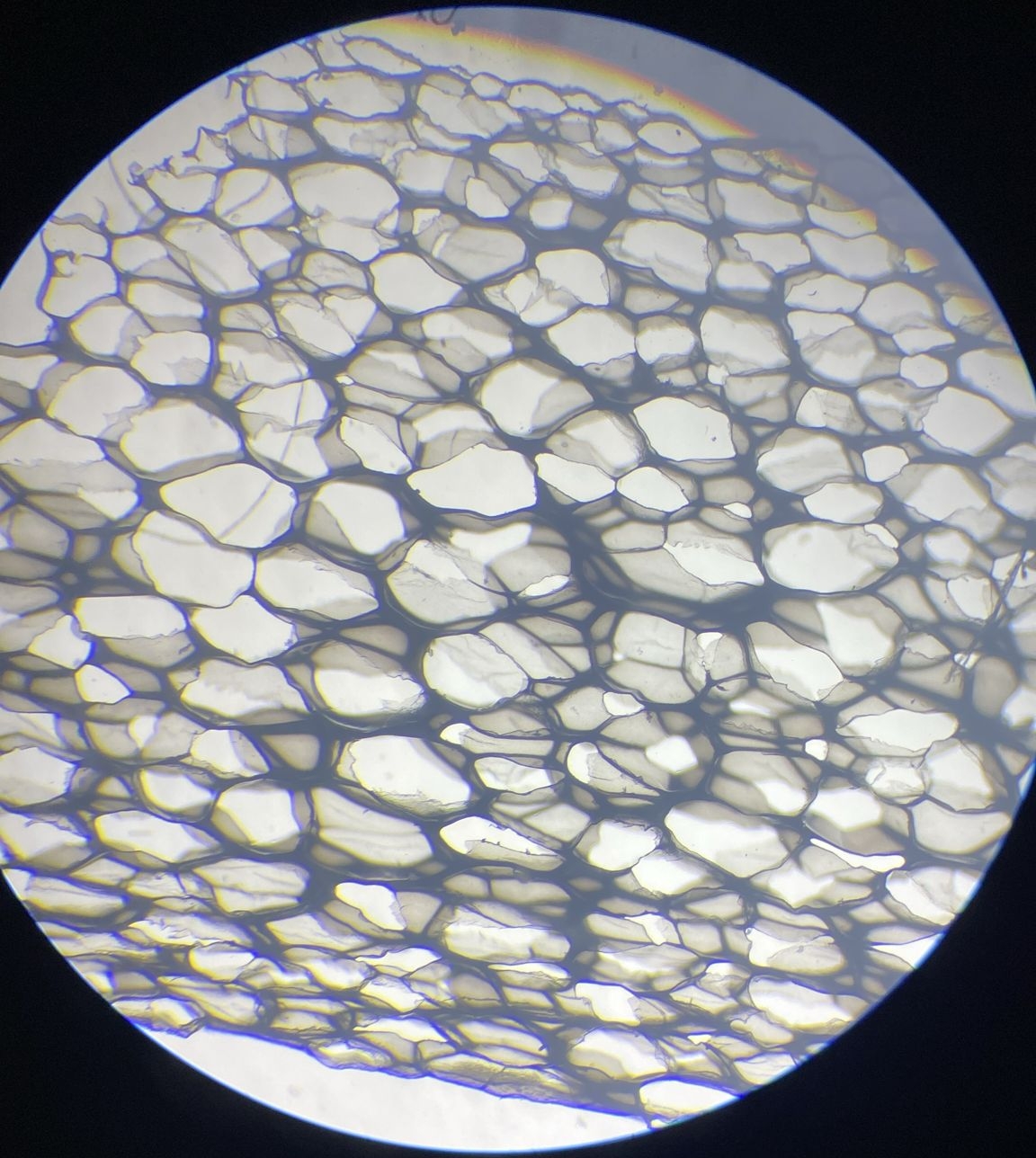 Foam cellular structure